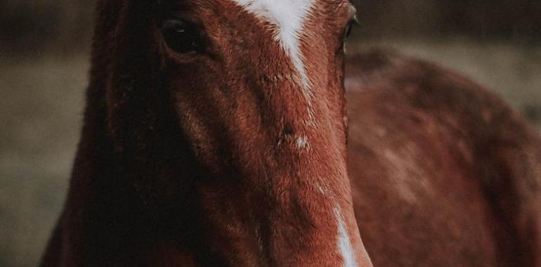 Una mujer evacuada en helicóptero medicalizado tras sufrir una tremenda caída de un caballo ayer en Teverga