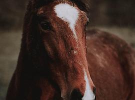 Una mujer evacuada en helicóptero medicalizado tras sufrir una tremenda caída de un caballo ayer en Teverga