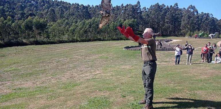 Medio Rural reintroduce tres ejemplares de busardo ratonero en el entorno del Museo del Jurásico