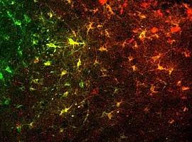 Redes neurona-astrocito que ayudan a entender la depresión y las adicciones