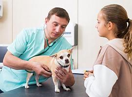 Veterinarios voluntarios ofrecerán charlas en colegios de Asturias sobre la tenencia responsable de mascotas