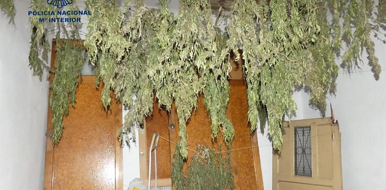 Detenido por cultivo y tenencia de 600 plantas de marihuana en un inmueble de El Entrego