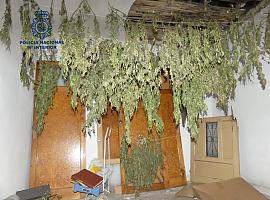 Detenido por cultivo y tenencia de 600 plantas de marihuana en un inmueble de El Entrego