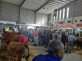 4.000 euros fue la mejor puja en la XXIX Muestra Nacional de Animales de Libro Genealógico en Mieres