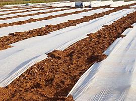 El Ayuntamiento de Gijón empieza hoy la recogida de plásticos agrarios