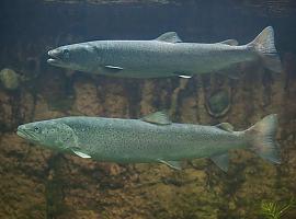 Se establece por primera vez en el Nalón-Narcea un cupo para la pesca del salmón atlántico