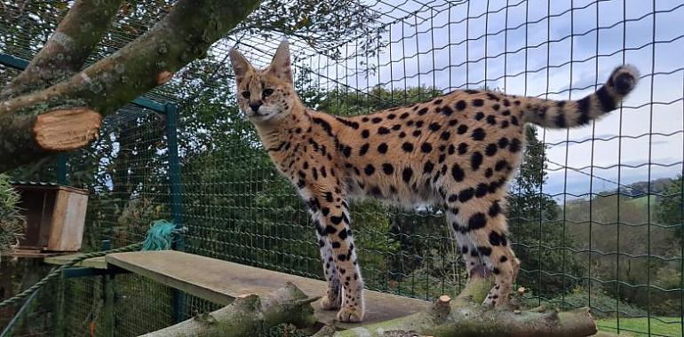 El Zoo de Oviedo tiene una nueva inquilina