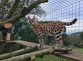 El Zoo de Oviedo tiene una nueva inquilina