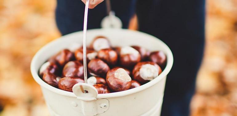 Tiempo de comer un alimento saludable: castañas