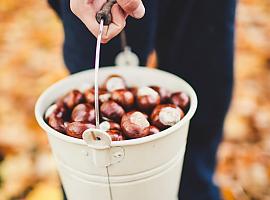 Tiempo de comer un alimento saludable: castañas