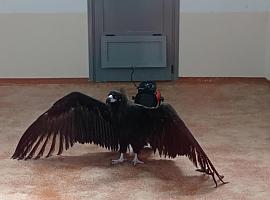 Liberados dos buitres negros en el Parque Natural y Reserva de la Biosfera de Las Ubiñas-La Mesa