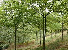 Las plantaciones jóvenes de castaño desempeñan un papel relevante en la lucha contra el cambio climático