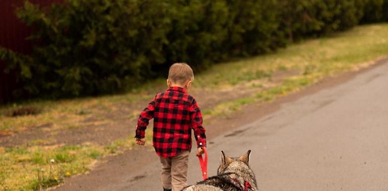 Desarrollan una nueva vacuna contra la leishmaniasis canina