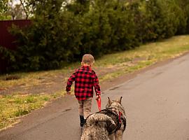 Desarrollan una nueva vacuna contra la leishmaniasis canina