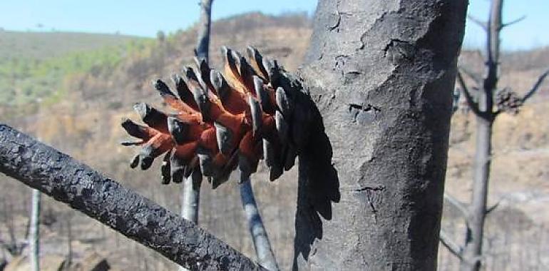 El fuego adelanta la reproducción sexual de los pinos