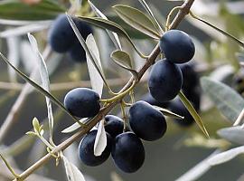 El aceite de orujo de oliva disminuye el colesterol y ayuda a los diabéticos