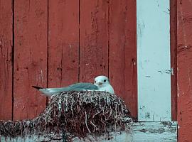 En 2022 se retiraron 168 nidos en los tejados de avilés y así controlar ela población de gaviotas