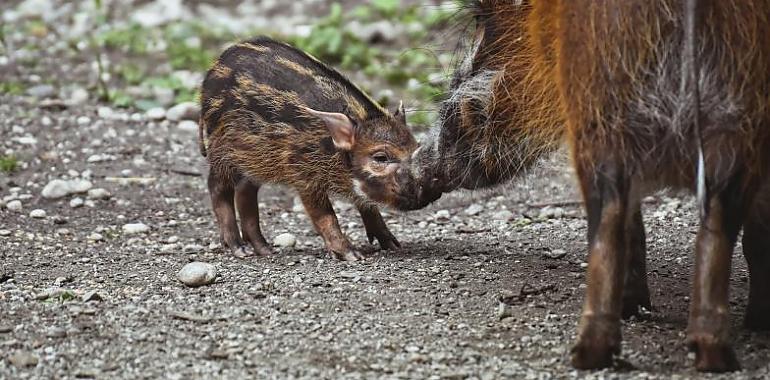 Batería de medidas para controlar la población de jabalíes en Asturias