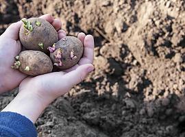 Mejor época para sembrar patatas