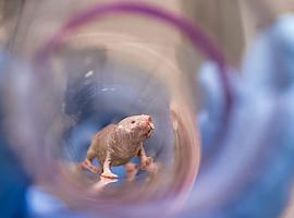 Aclarado el misterio de la excepcional fertilidad de los ratopines rasurados 