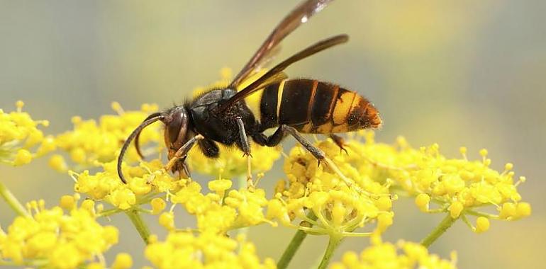 Se confirma la estabilización de la presencia de la avispa asiática en Asturias