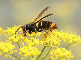 Se confirma la estabilización de la presencia de la avispa asiática en Asturias