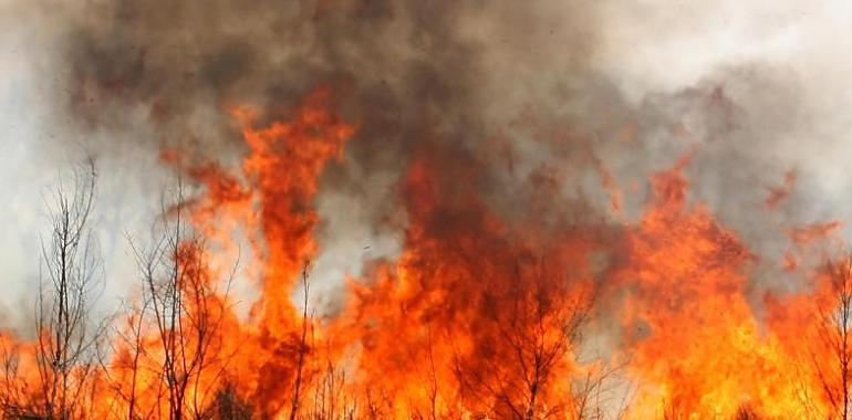 A estas horas se contabilizan en la región 19 incendios forestales en una decena de concejos