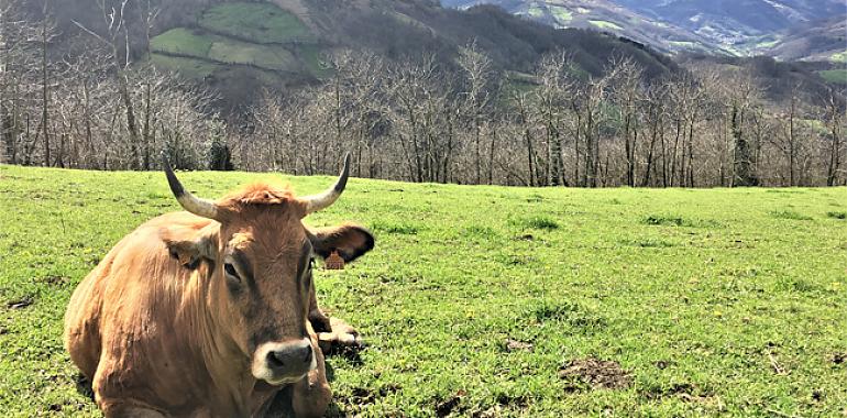 Más de 3.600 ganaderías de cebo o con vacas nodrizas se beneficiarán de las ayudas al sector