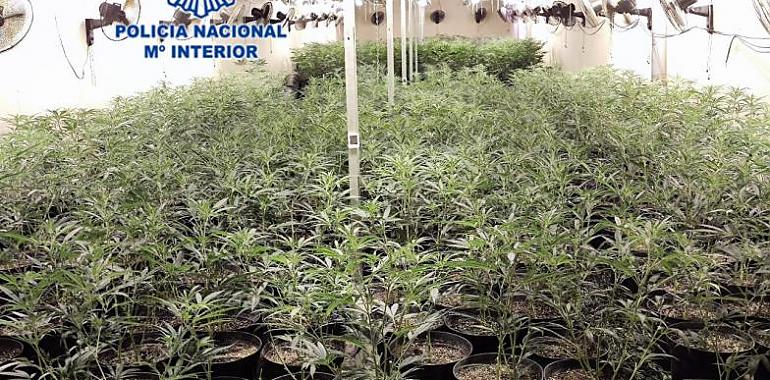 Desmantelada la mayor organización de origen chino dedicada al cultivo y explotación de marihuana en Gijón 