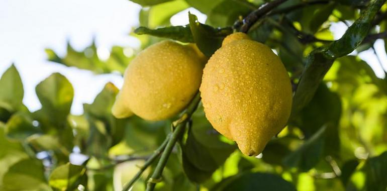 ¿Sabes qué fruta necesita menos agua a lo largo de su proceso de producción