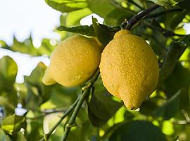 ¿Sabes qué fruta necesita menos agua a lo largo de su proceso de producción