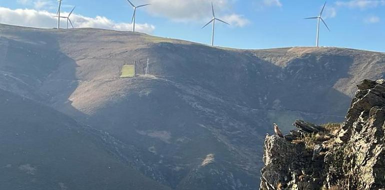 Impactos de la energía eólica en la biodiversidad mediante el seguimiento remoto de fauna