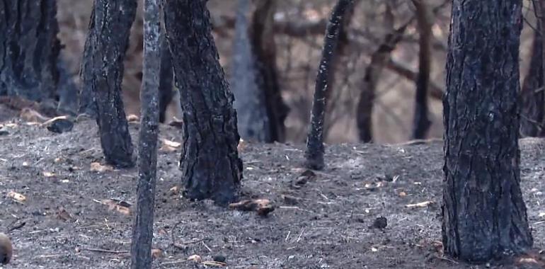 Prosiguen los trabajos e revisión de algunos incendios forestales de la región