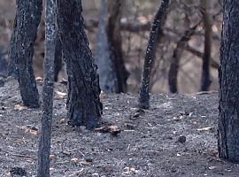 Prosiguen los trabajos e revisión de algunos incendios forestales de la región