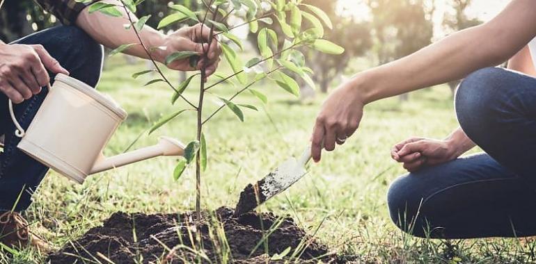 Reforestación de 165.000 árboles autóctonos en Grandas de Salime a través de la contratación de 25 trabajadores de la zona