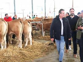 Apoyo institucional en Salas al LI Concurso exposición de la raza asturiana de los valles 