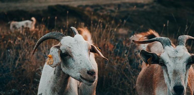 Las cabras se convierten en gestoras inteligentes del territorio