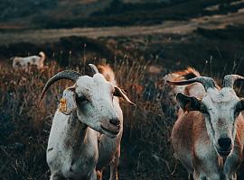 Las cabras se convierten en gestoras inteligentes del territorio
