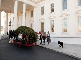 The White House Christmas Tree Arrives