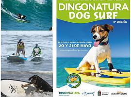 La playa de Salinas se volverá a llenar de perros surfistas