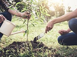 El Gobierno de Asturias aprueba 700.000 euros de gasto para ayudas a entidades locales para reforestación