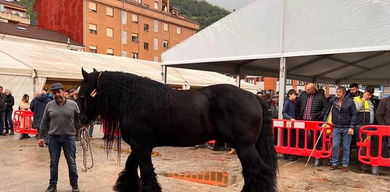 Espectacular concurso de ganado caballar de los Valles de Aller