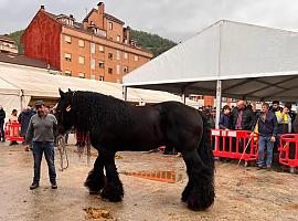 Espectacular concurso de ganado caballar de los Valles de Aller