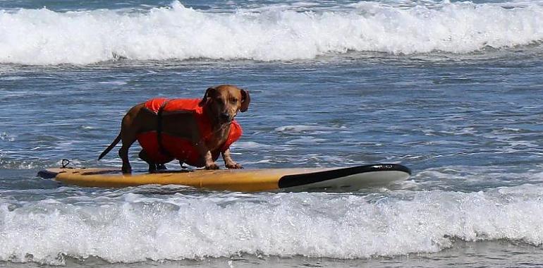 Fin de semana surfero y perruno en la playa de Salinas