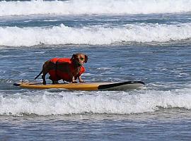 Fin de semana surfero y perruno en la playa de Salinas