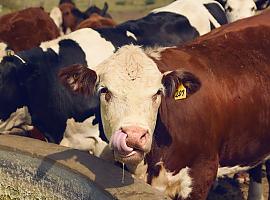 19,6 millones a ayudas para incrementar la rentabilidad de 296 explotaciones agrícolas y ganaderas