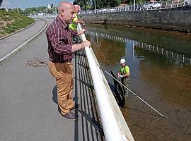 Comienza la limpieza integral de residuos del río Piles