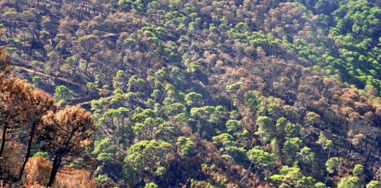 El colegio de ingenieros forestales advierte sobre el peligro de incendios