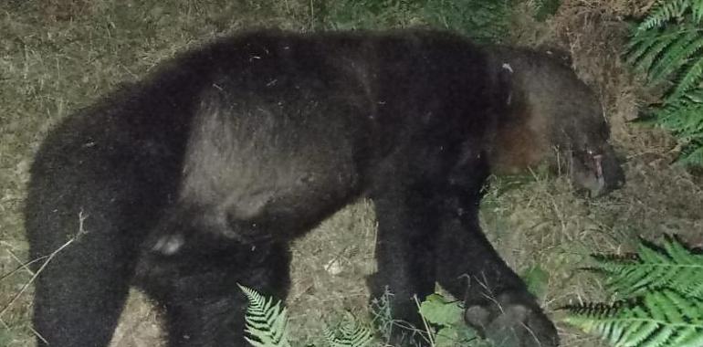 Atropello de oso adulto en Degaña la madurgada de ayer