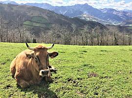 Confirmados cuatro casos de la enfermedad hemorrágica epizoótica en ganado vacuno en Asturias